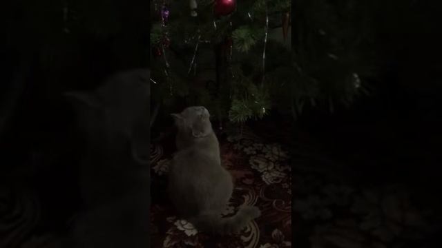 Моя кошка ворует игрушки смотреть онлайн