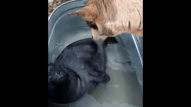 Лайка обнаружила беззащитного детёныша нерпы, приняв его за щенка смотреть онлайн