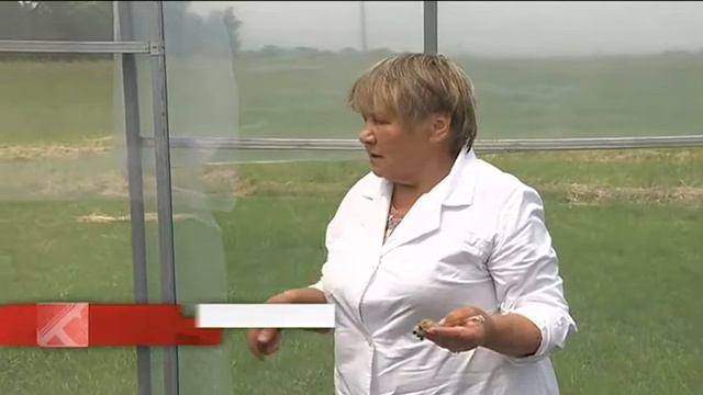 Здоровые семена на здоровом поле. В ПримНИИСХ борются с недугами картофеля смотреть онлайн