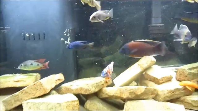 Planted 55g and Lake Malawi 75g Updates смотреть онлайн