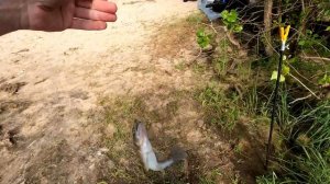 Судак на хвосты и живца/Ловля на донки с берега/Виддеоотчет Июнь 2023