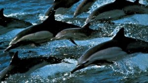 Дельфины. Слайды для детей. МСЦ ЕХБ