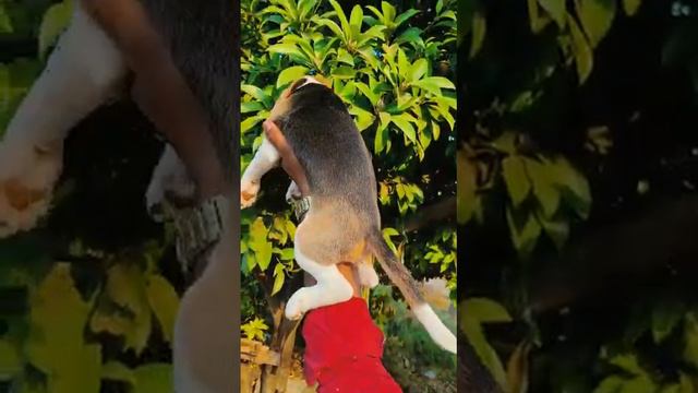 Beagle Puppy For Loving Homes Kindly Call Or Whatsapp On 9028080147 смотреть онлайн