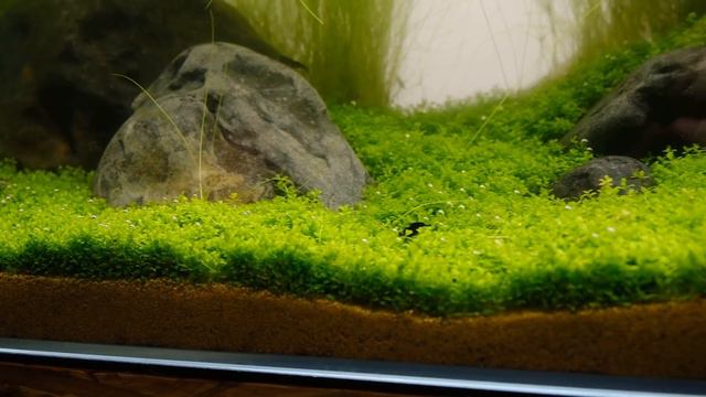 Relaxing Plant Tour | my entire houseplant collection смотреть онлайн