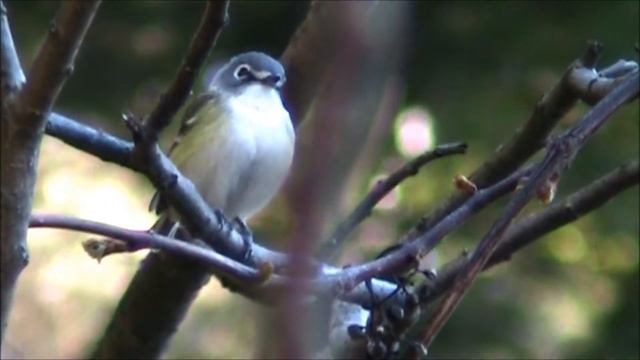 Blue-headed Vireo, Mississauga, Ontario by Lucio Fazio fall 2014 смотреть онлайн