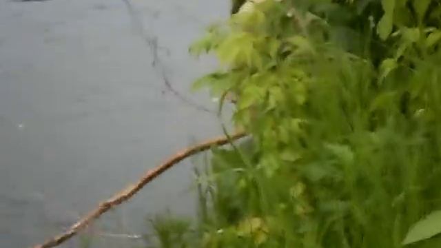 Ловля щуки на летние жерлицы. смотреть онлайн