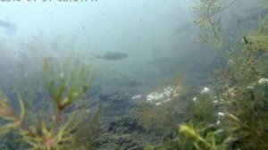 Прикормка горчица.  Миф или работает?  Реакция рыбы на горчицу.