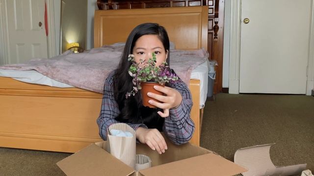 Etsy Houseplant Haul - Callisia Repens Bianca, Hoya Carnosa Krimson Queen, & Pilea Pep!