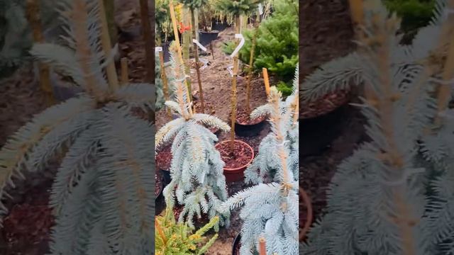 Ель Эльгельмани Буш Лэйс) продажа в группе телеграмм https://t.me/S76Olga_76 смотреть онлайн