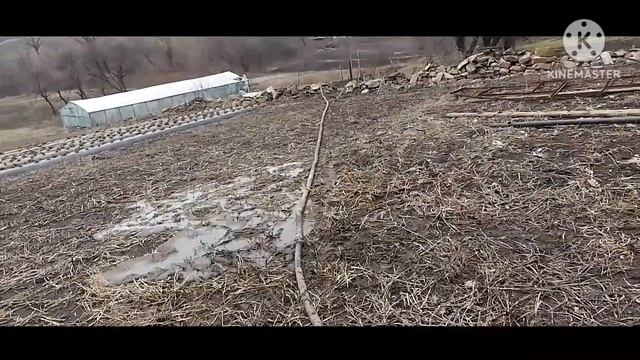 Откачка сливной ямы у свиней в огород на грядки. Отменили забой свинки. смотреть онлайн