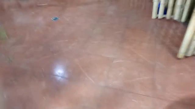 Зоопарк в Сочи 2017 смотреть онлайн