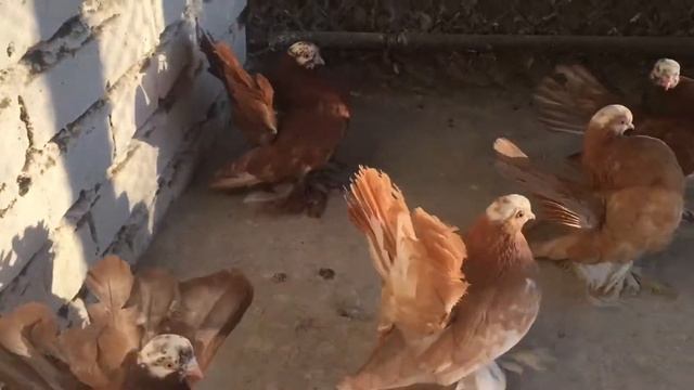 Ростовские статные красные,жёлтые цыцаря смотреть онлайн