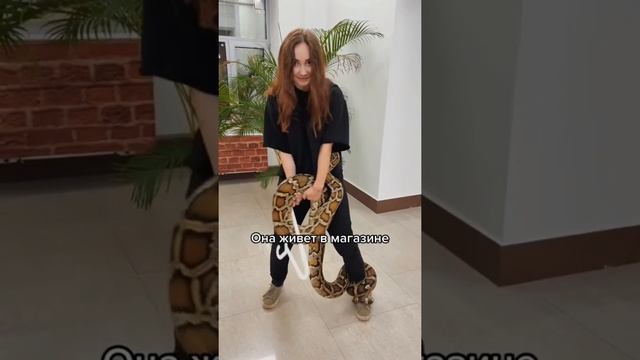 А где вы работаете? Или учитесь? #питон #змея #тигровыйпитон #рептилии #зоомагазин #жесть #треш #шо смотреть онлайн