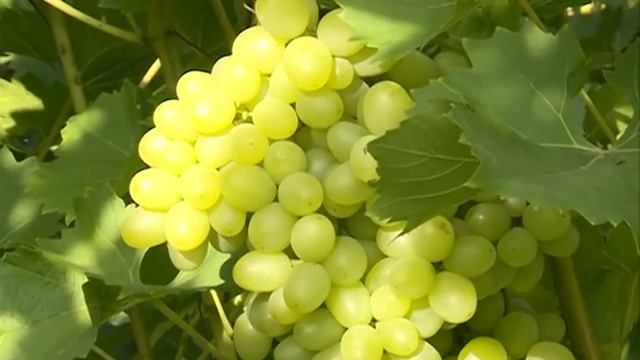 О сортах винограда в Сибири смотреть онлайн