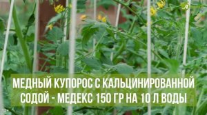 Как бороться с фитофторой на помидорах? Фитофтороз томатов - признаки, борьба и профилактика
