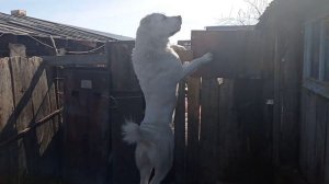 большой белый алабай охраняет среднеазиатская овчарка