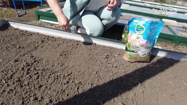 Вы сажаете лук севок неправильно, если у вас нет урожая. Как посадить лук-севок весной без проблем смотреть онлайн