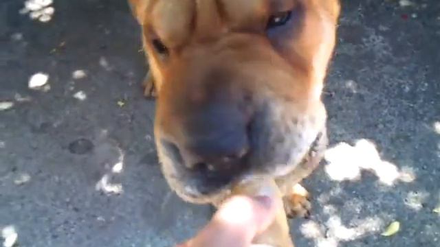 Shar pei Leo eat ice cream смотреть онлайн
