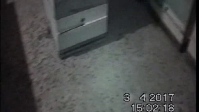 Среднерусские пчёлы не беспокоятся из-за запоздалой весны! смотреть онлайн