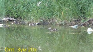 Panasonic HC-V770. Тест видеокамеры. Зум