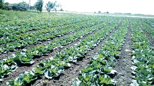 Капуста в открытом грунте смотреть онлайн