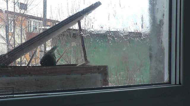 ЛОВЛЯ БОЛЬШОЙ СИНИЦЫ. ПЕВЧИЕ ПТИЦЫ НА УРАЛЕ смотреть онлайн
