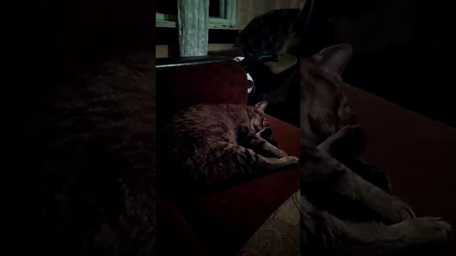 Ужасы снятся смотреть без смс и регистрации! Лол