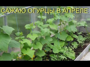 ОГУРЦЫ в ТЕПЛИЦЕ мой СПОСОБ выращивания. Посадка рассады огурца в теплицу.