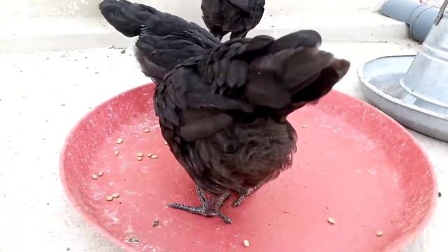 Ayam Cemani chicks enjoy wheat смотреть онлайн