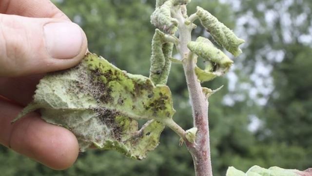 Зачем некоторые дачники используют втулку от туалетной бумаги, или 9 советов для каждого сезона смотреть онлайн