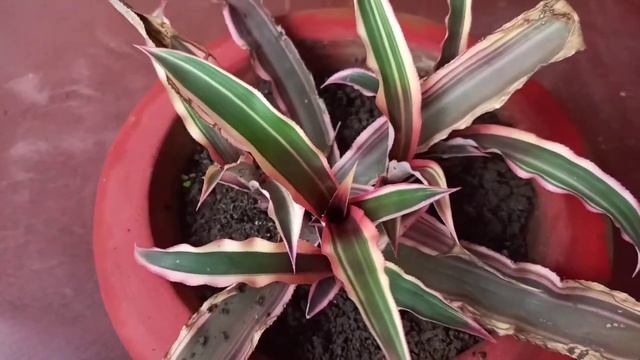 How to care & grow Cryptanthus Bromeliad / Earth Star / Starfish Bromeliad смотреть онлайн