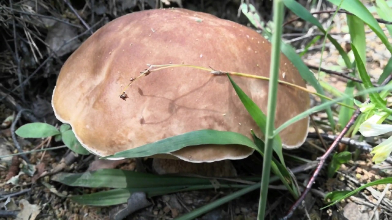 Поход в лес за грибами. Июль 2023 года смотреть онлайн