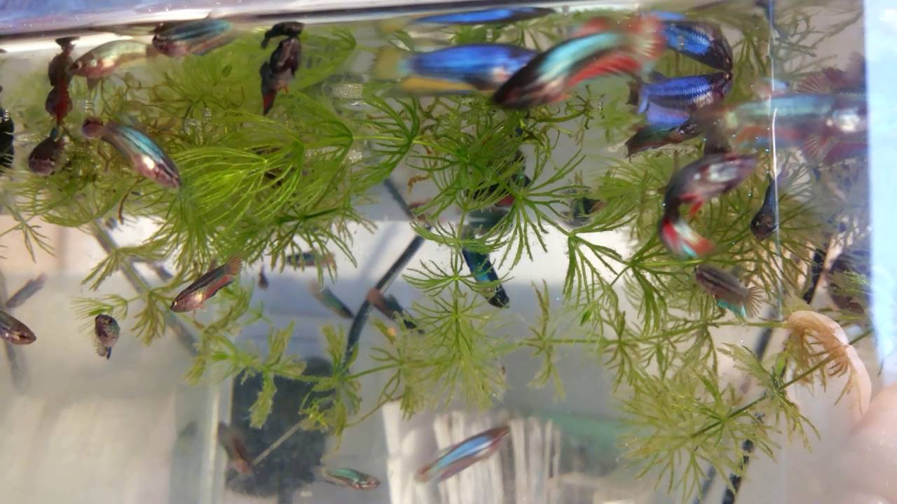 Аквариум для начинающих Подмены воды в аквариуме Уход за аквариумом, растениями, смотреть онлайн