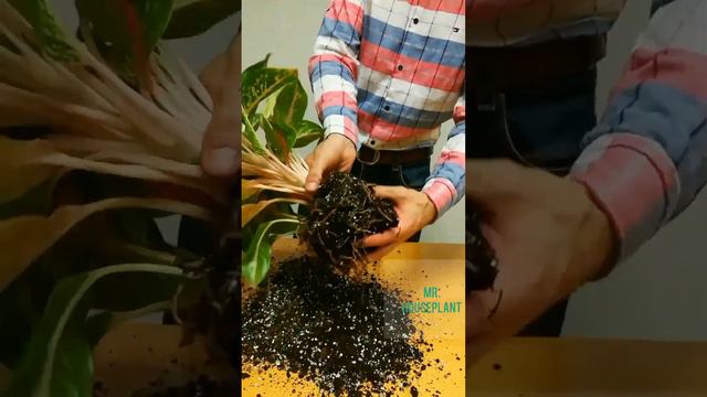 Aglaonema Repotting (My Step-By-Step Process) смотреть онлайн