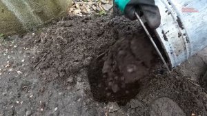 Посадка саженцев гортензии весной- все тонкости!