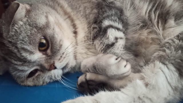 Совесть когда нибудь проснётся или нет? Долго мне тут неглаженной лежать? смотреть онлайн