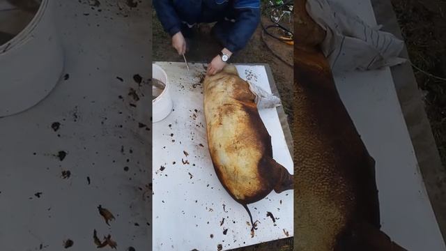 Зачистка после опалки,