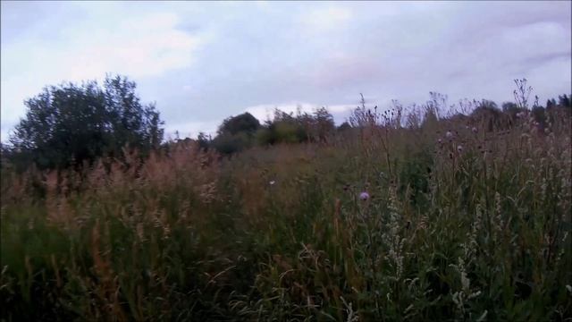 хороший вечер на природе. смотреть онлайн