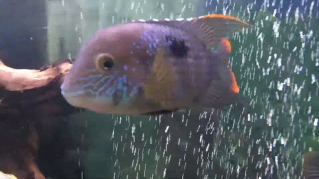 По ту сторону аквариума