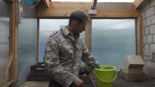 Посылка с сеянцами хвойных из питомника "Хвойный дворик" Что нужно знать! смотреть онлайн