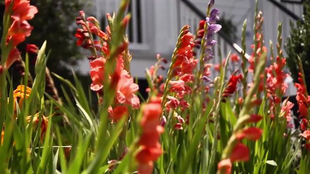 10 easy flowers for beginners to grow смотреть онлайн
