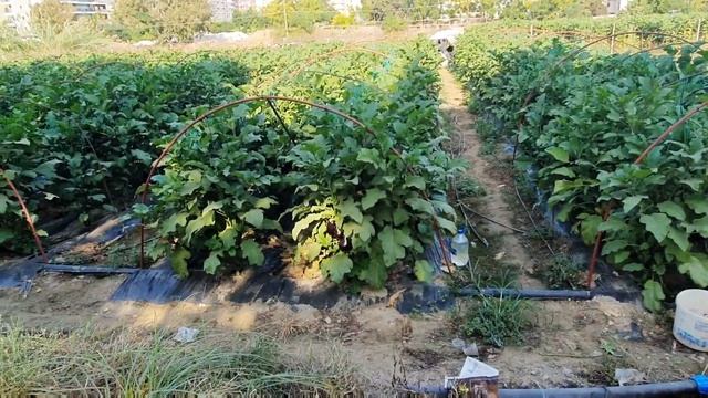 Alanya - Türkei - Samstagsbazar in Mahmutlar es hat sich einiges geändert. 76 смотреть онлайн