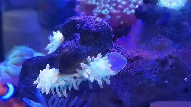 Anemone splitting смотреть онлайн