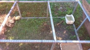 Выгул для индоутят и индоутка на яйцах