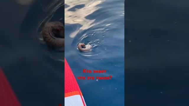 Чудо юдо рыба кит? Напишите кто знает ! Есть можно ?