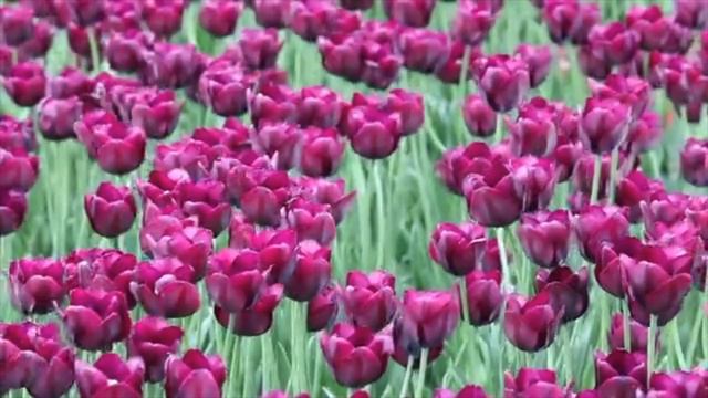 ФУТАЖ. Тюльпаны, тюльпаны ... FOOTAGE. Tulips, Tulips ...