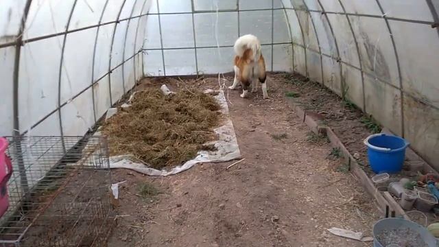 Как утеплить будку для собаки /Москвичка в деревне смотреть онлайн