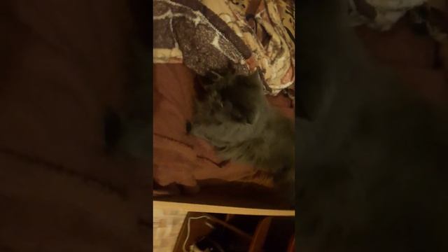 мини майкун смотреть онлайн