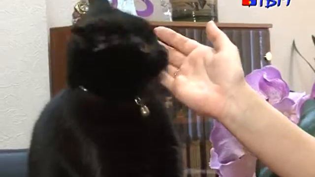 Пушистый друг мончегорских медиков смотреть онлайн