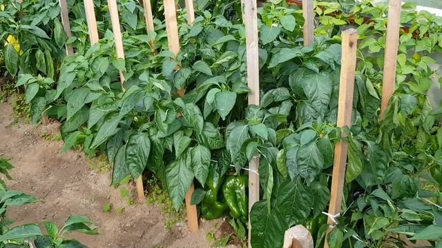 Страшный сон огородника - диверсант острого перца в теплице со сладким. Утро 05,08,23 (часть 1). смотреть онлайн